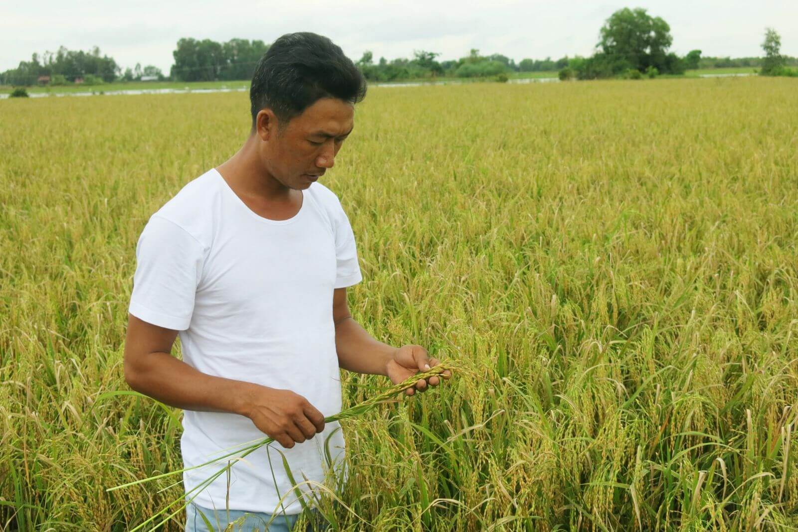 Người nông dân kêu trời vì giá lúa rớt thảm