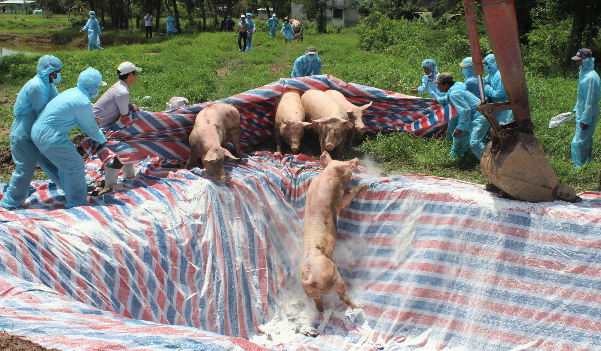 Dịch tả heo châu Phi là bệnh do virus gây nên