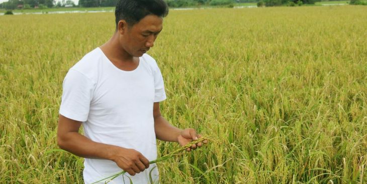 Nông dân kêu cứu vì giá lúa quá thấp