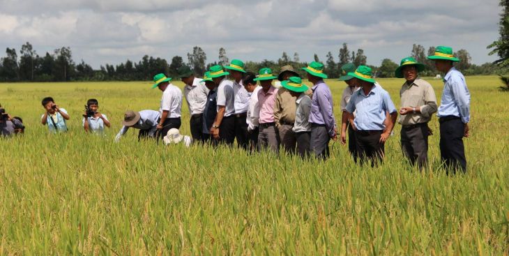 Ứng dụng công nghệ cao vào sản xuất lúa