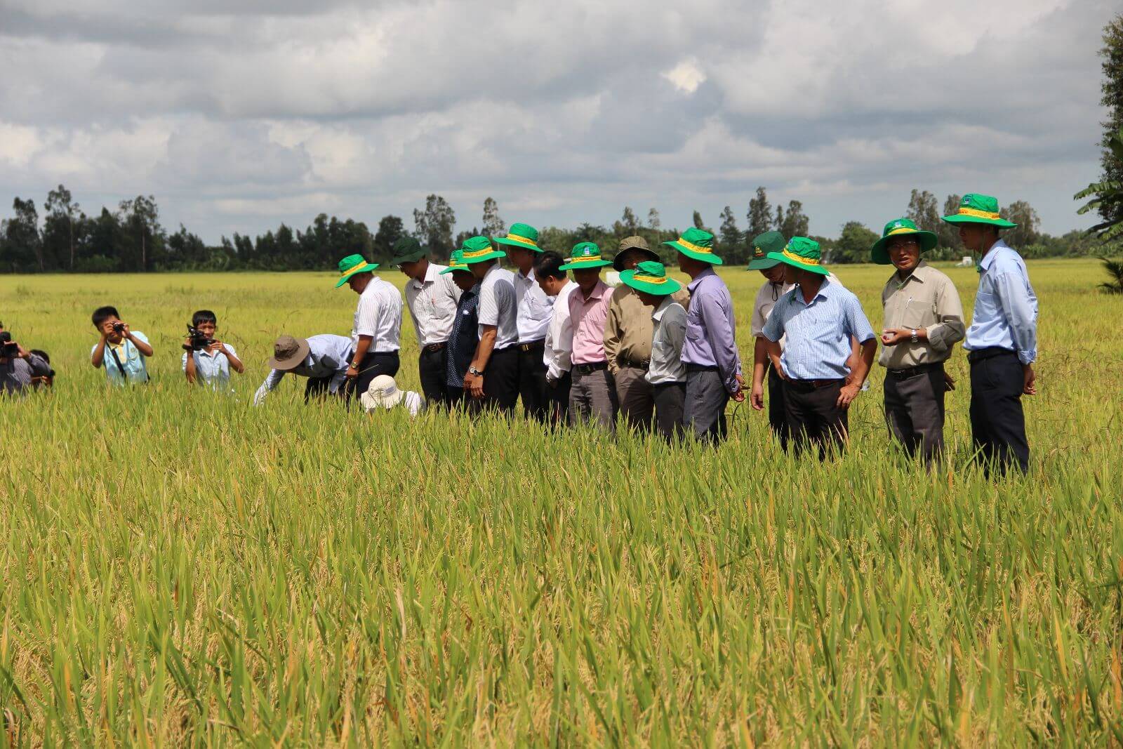 Tiếp tục thực hiện mô hình sản xuất lúa ứng dụng công nghệ cao