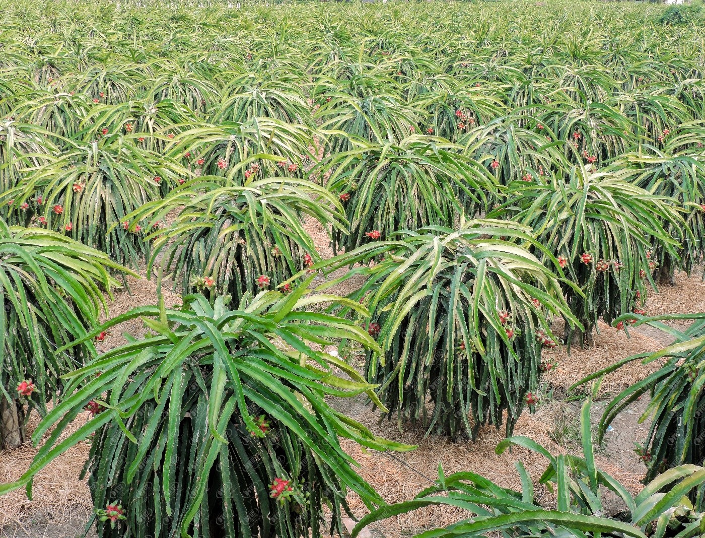 Bước chuyển mình trong cơ cấu cây trồng tại xã Tân Thành 2