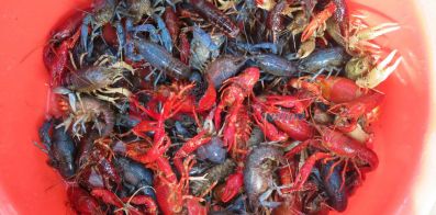 Tiến hành tiêu hủy 7.000 con tôm hùm nước ngọt, tôm càng đỏ tại Long An