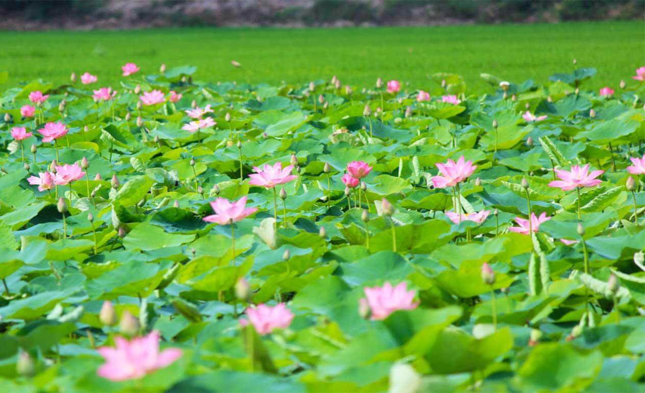 Chiêm ngưỡng vẻ đẹp nên thơ của khu sinh thái Đồng Tháp Mười 2