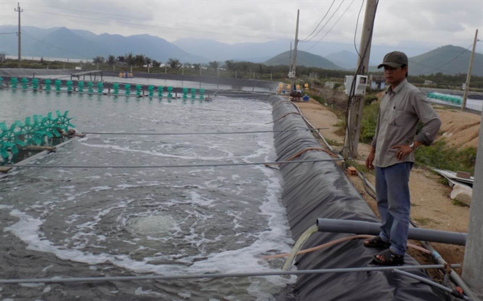 Nghề chăn nuôi ở Long An điêu đứng 1