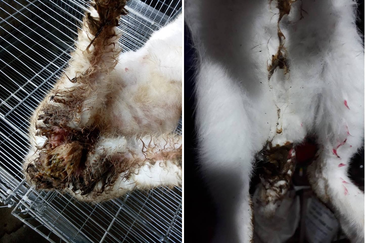 3 bệnh thường gặp ở thỏ và cách phòng, chữa bệnh 1