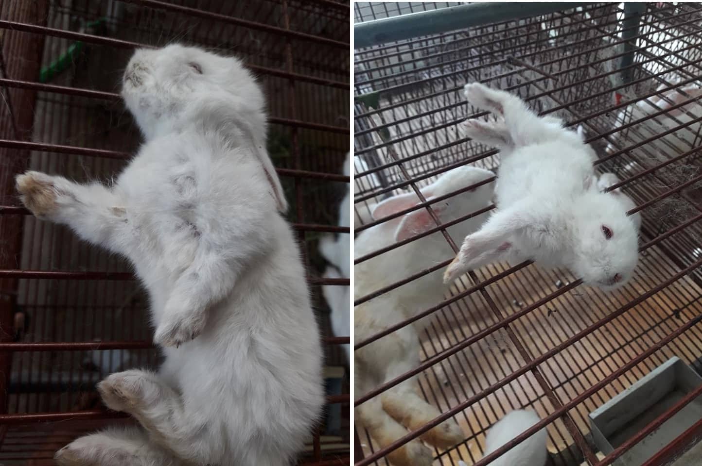 3 bệnh thường gặp ở thỏ và cách phòng, chữa bệnh 2