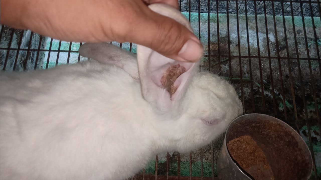 3 bệnh thường gặp ở thỏ và cách phòng, chữa bệnh 3