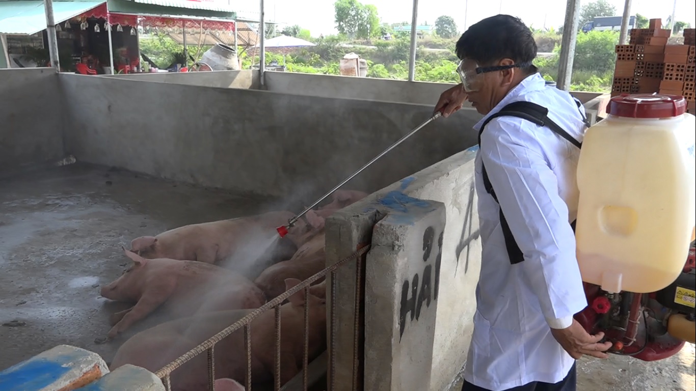 6 cách tốt nhất để phòng chống dịch tả heo châu Phi 1