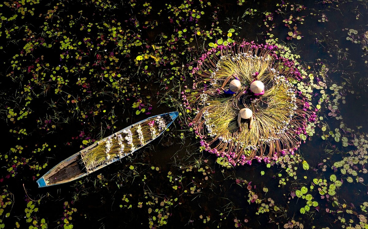 Chiêm ngưỡng hoa súng mùa nước nổi ở Long An 1