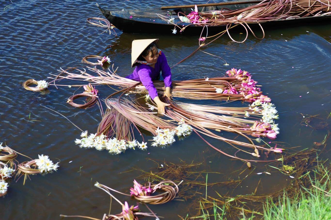Chiêm ngưỡng hoa súng mùa nước nổi ở Long An 6