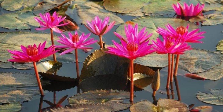 Chiêm ngưỡng hoa súng mùa nước nổi ở Long An