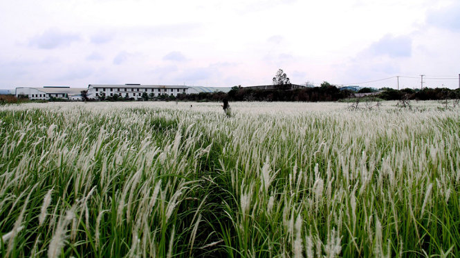 Say đắm cánh đồng lau trắng mướt ở Long An 2