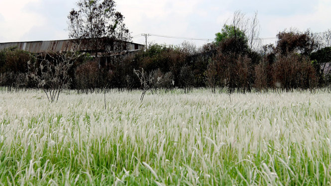 Say đắm cánh đồng lau trắng mướt ở Long An 3