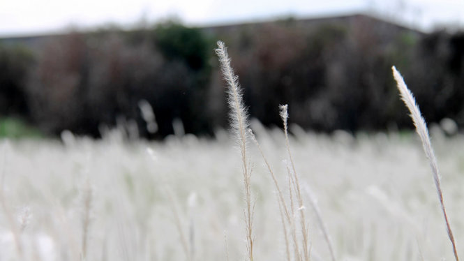 Say đắm cánh đồng lau trắng mướt ở Long An 4