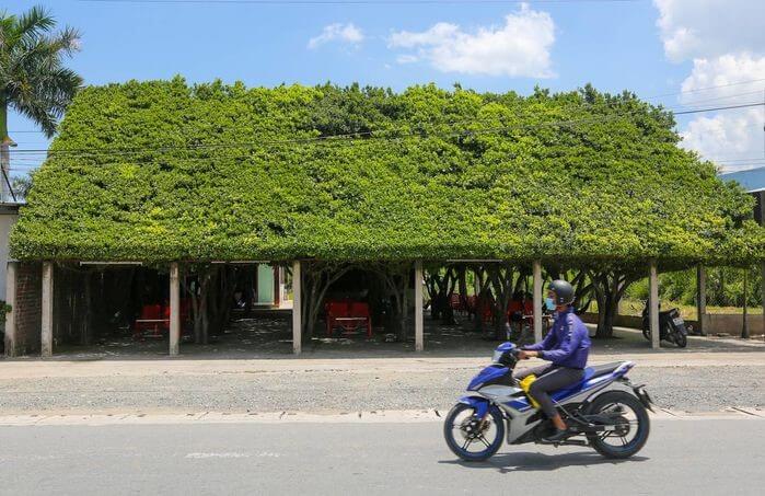 Quán cà phê 30 cây si siêu ảo 1