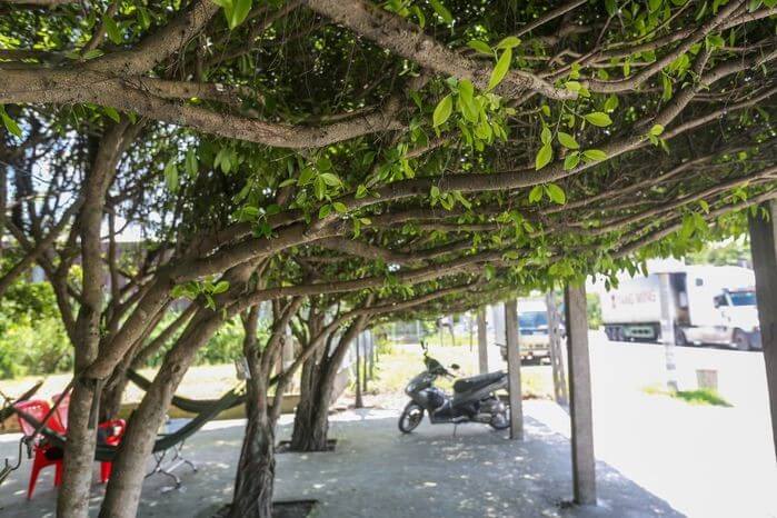 Quán cà phê 30 cây si siêu ảo 2