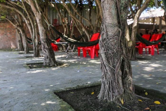Quán cà phê 30 cây si siêu ảo 3