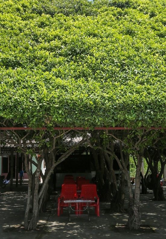 Quán cà phê 30 cây si siêu ảo 4