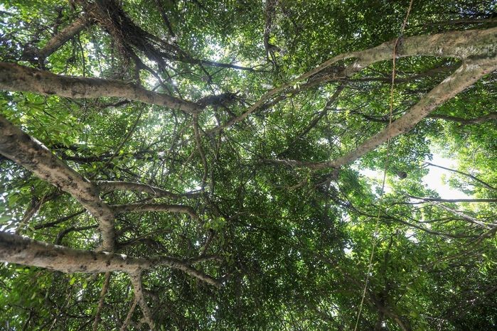 Quán cà phê 30 cây si siêu ảo 5