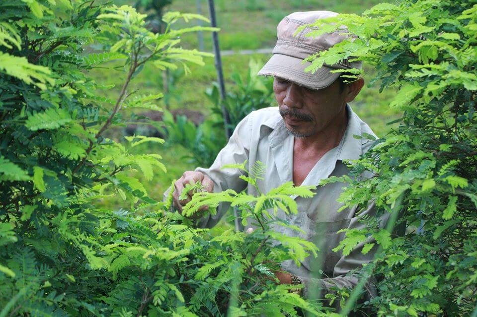 Canh chua lá me: Món ăn dân dã đậm đà Long An 2