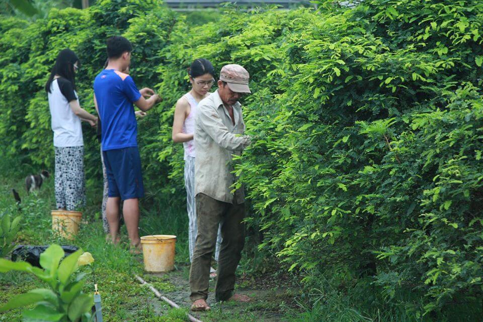 Canh chua lá me: Món ăn dân dã đậm đà Long An 3