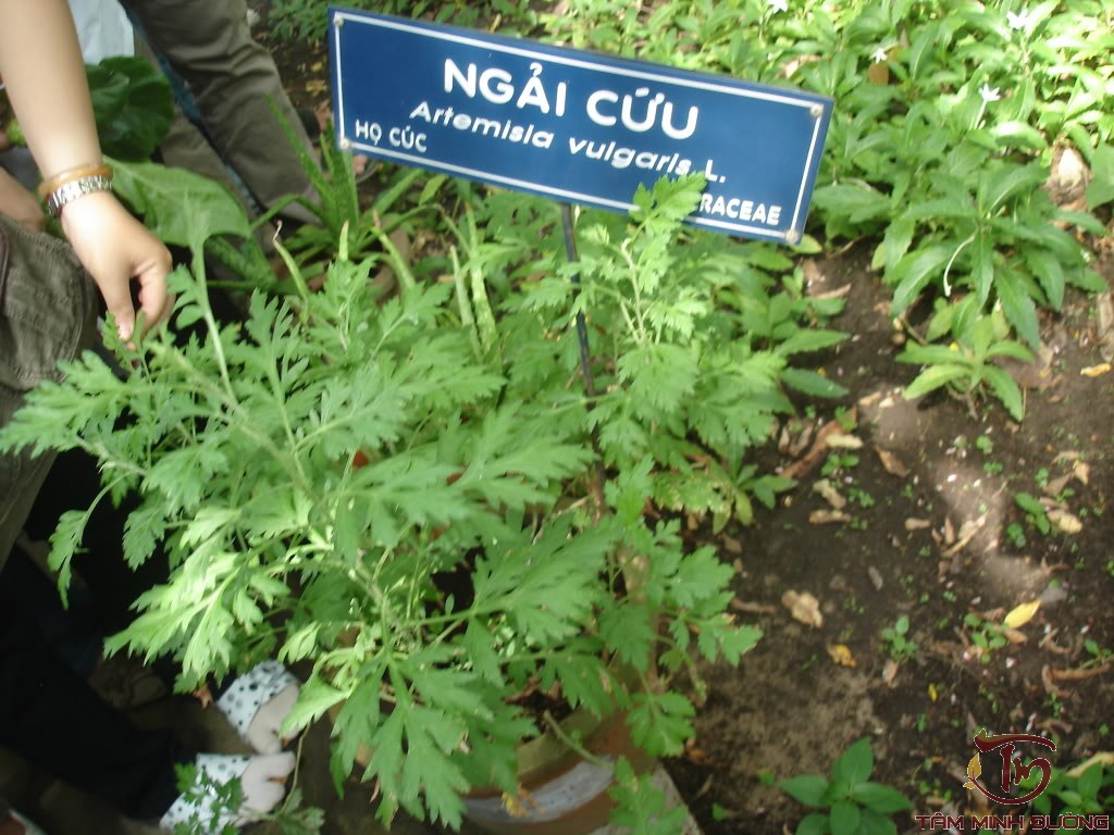 Chữa zona thần kinh bằng diện chẩn 3