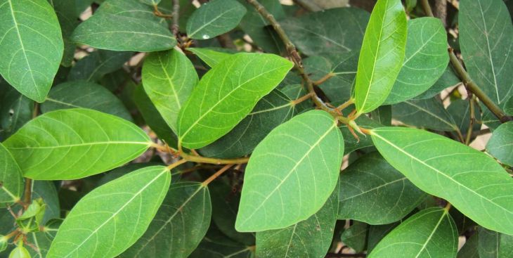 Các cách chữa zona thần kinh dân gian hữu hiệu [Tổng hợp]