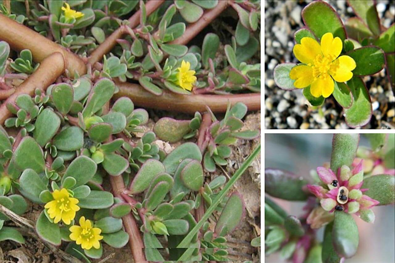 Các cách chữa zona thần kinh dân gian hữu hiệu 5