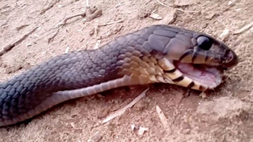 Đi đường gặp rắn chết báo hiệu điềm báo không may có thể xảy ra