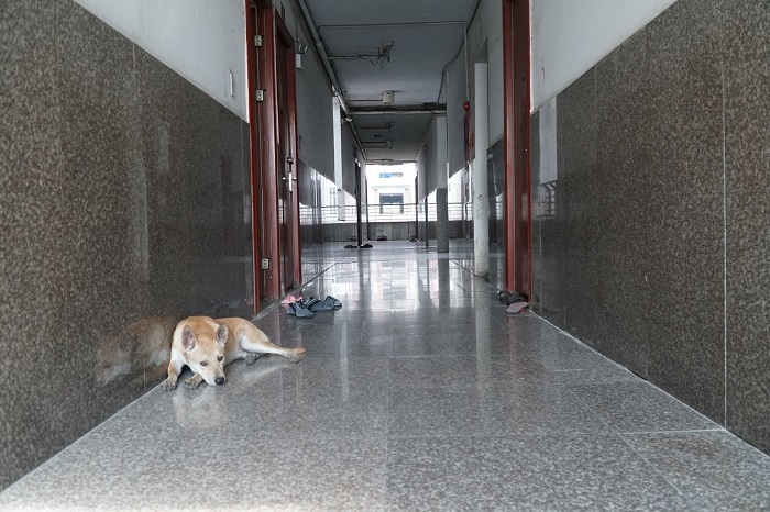  Ở chung cư bị hạn chế về vật nuôi và trồng cây 