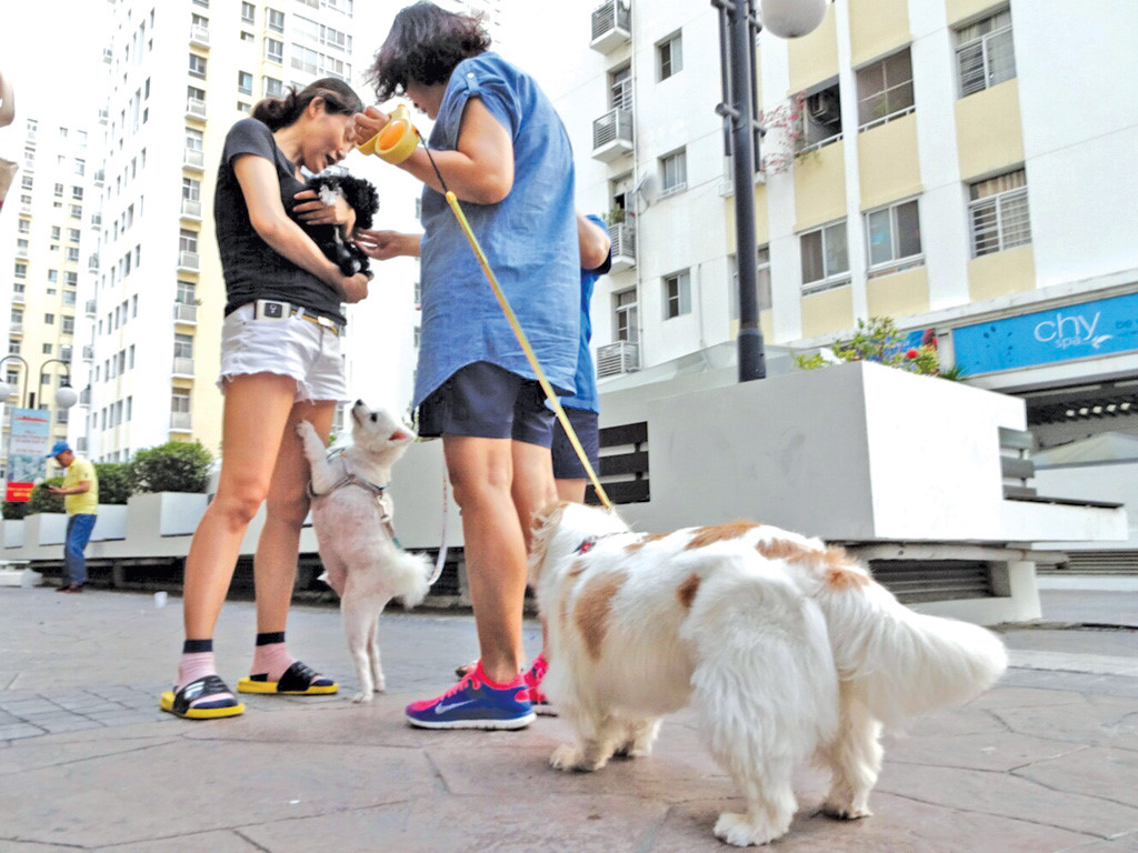 Việc cấm nuôi chó mèo ở chung cư hiện nay cũng chưa có quy định rõ ràng