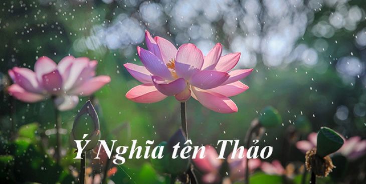 Ý nghĩa của tên Thảo & những tên Thảo đẹp nhất