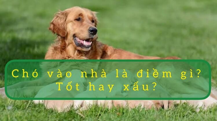 Giao thừa chó vào ngày điềm gì?