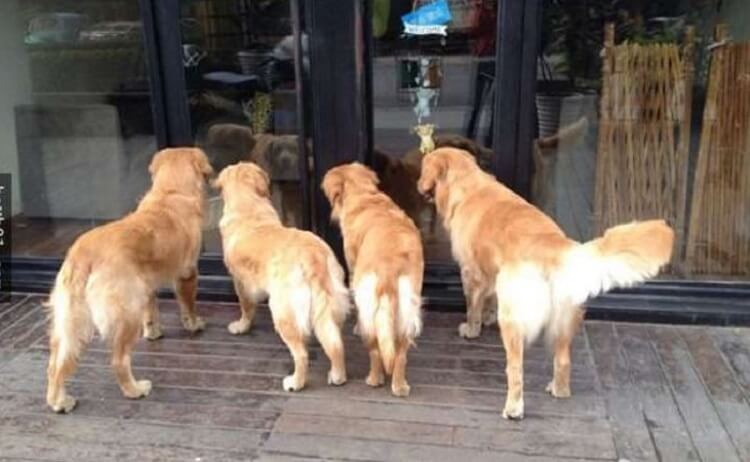 Chó vào nhà đêm giao thừa là tốt hay xấu?