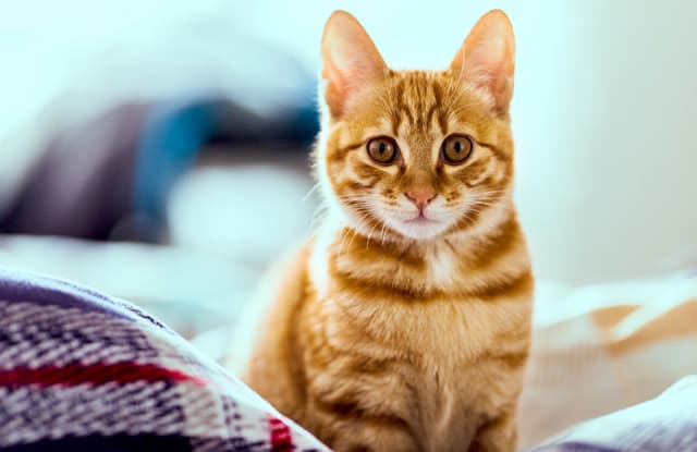 Đặt tên cho mèo theo ngoại hình