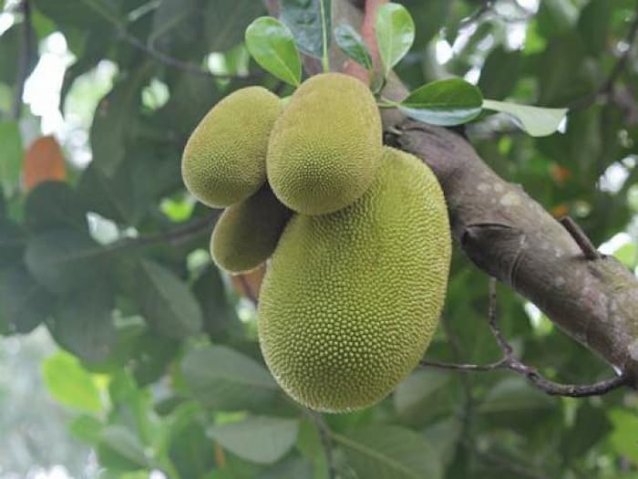 Bà bầu có ăn mít non được không?