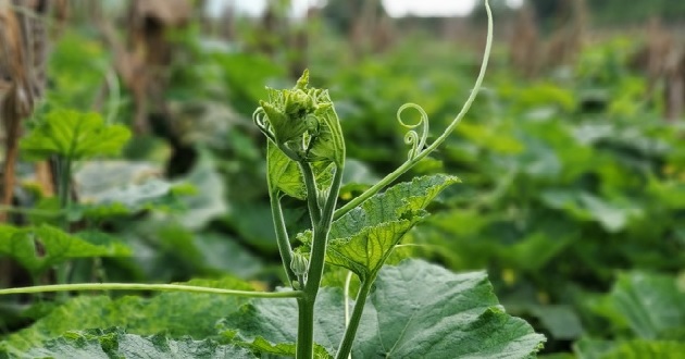 Giá trị dinh dưỡng của rau bí