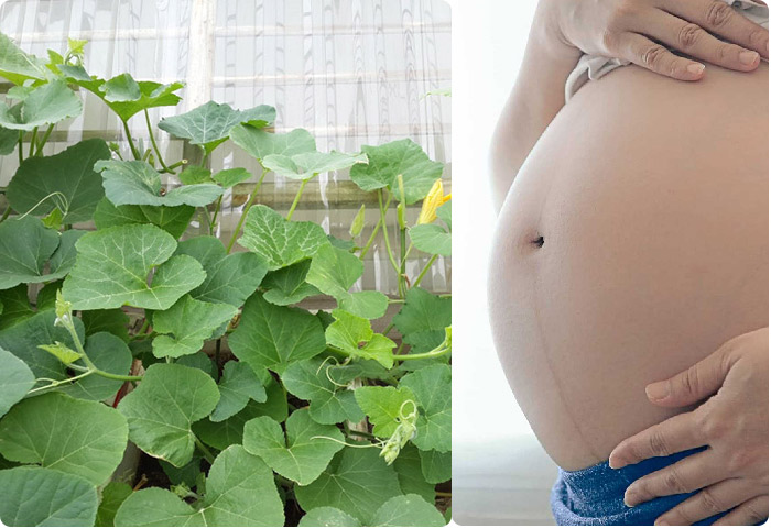 Rau bí mang lại nhiều dinh dưỡng có lợi cho mẹ bầu