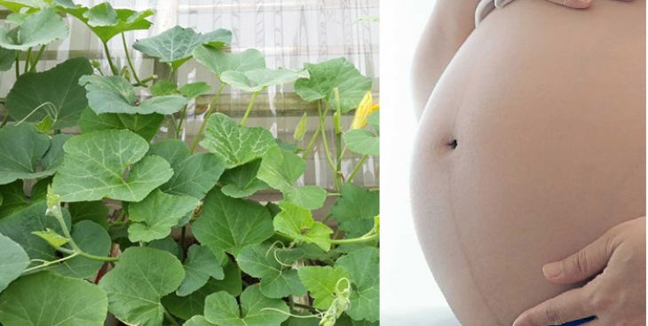 Bà bầu ăn rau bí có tốt không? Lợi ích của rau bí