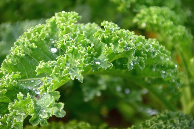 Rau diếp tốt cho hệ răng và xương của trẻ