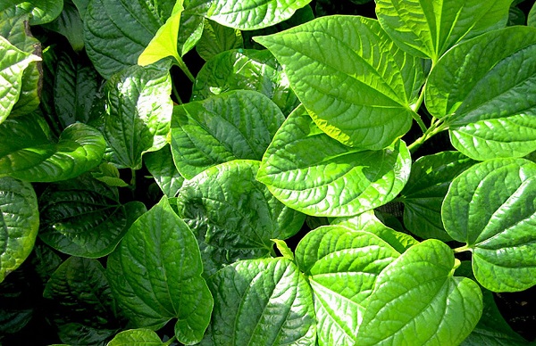 Ăn lá lốt có khả năng làm mất tia sữa