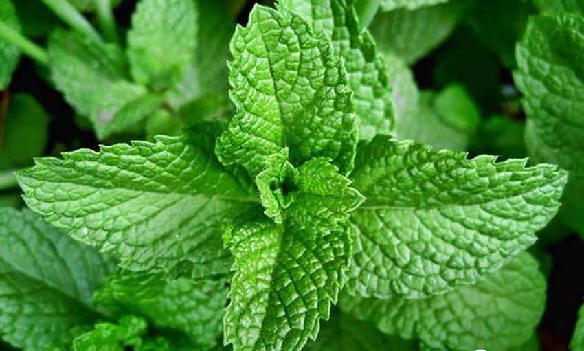Ăn lá bạc hà sẽ ảnh hưởng đến nguồn sữa cho con